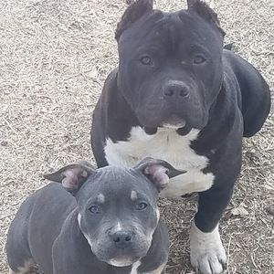 Meet your Posher, Boomer